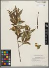 Foto von Salix serissima (L. H. Bailey) Fern.